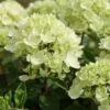 Hydrangea Paniculata 'Bombshell' (PBR) -plant store pl2000015639