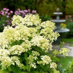 Hydrangea Paniculata 'Bombshell' (PBR) -plant store pl2000015639 card3 lg