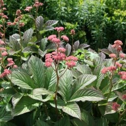Rodgersia Pinnata 'Superba'