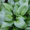 Hosta 'Devon Green' -plant store pl2000015669