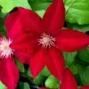 Clematis Rebecca ('Evipo016') (PBR) (Boulevard Series) -plant store pl2000015732