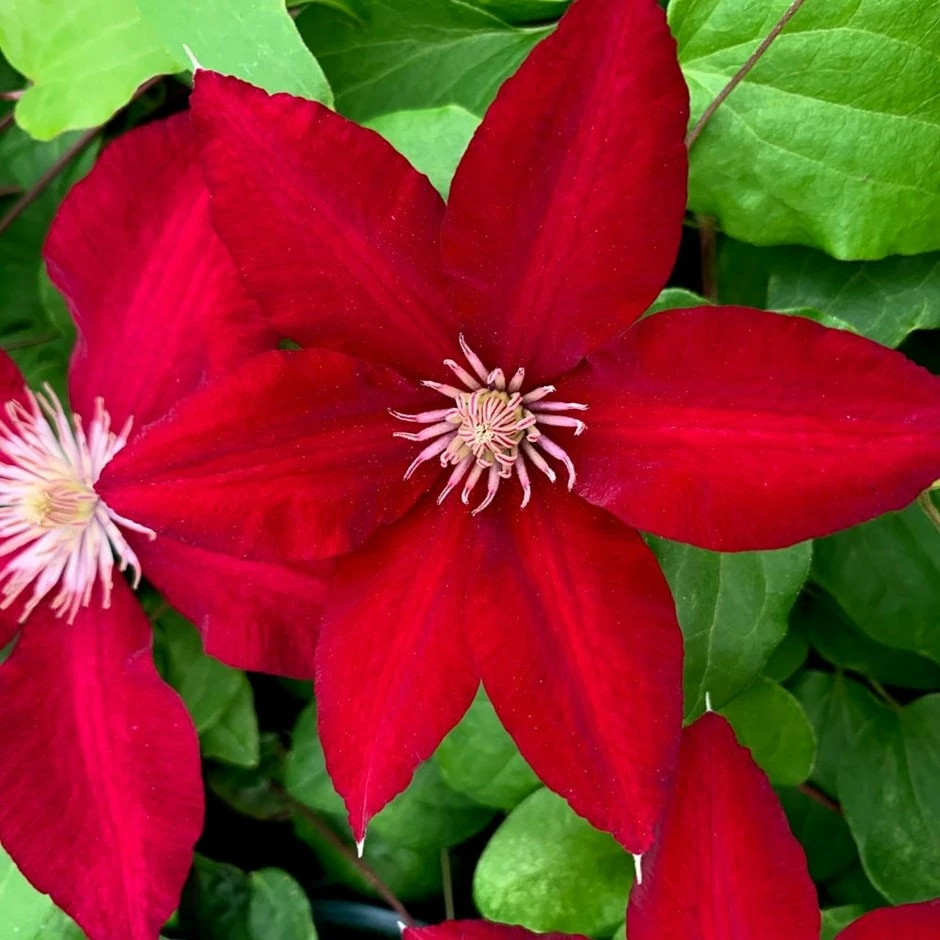 Clematis Rebecca ('Evipo016') (PBR) (Boulevard Series) 3 Clematis Rebecca ('Evipo016') (PBR) (Boulevard Series)