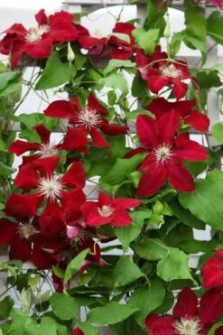 Clematis Rebecca ('Evipo016') (PBR) (Boulevard Series) 6 Clematis Rebecca ('Evipo016') (PBR) (Boulevard Series) -plant store pl2000015732 card2 lg