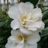 Camellia Japonica 'Silver Anniversary' 1 Camellia Japonica 'Silver Anniversary' -plant store pl2000015980