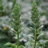 Acanthus Mollis (Latifolius Group) 'Rue Ledan' -plant store pl2000016225