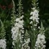 Chamerion Angustifolium 'Album' -plant store pl2000016472