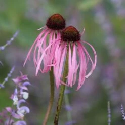 Echinacea Pallida