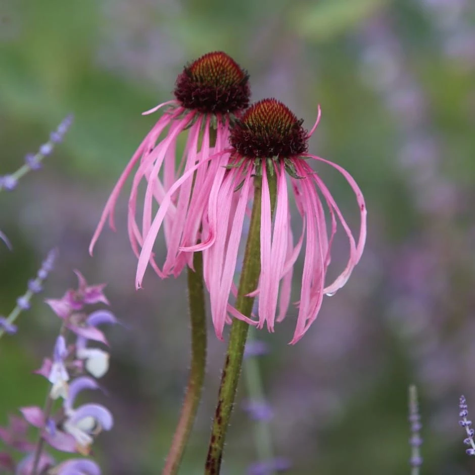Echinacea Pallida 3 Echinacea Pallida