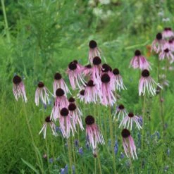 Echinacea Pallida 8 Echinacea Pallida -plant store pl2000016474 card3 lg