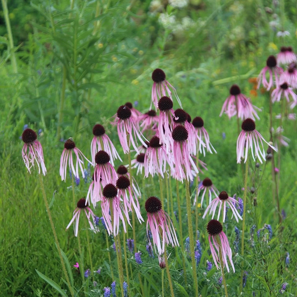 Echinacea Pallida 5 Echinacea Pallida - Image 3