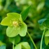 Helleborus × Hybridus Harvington Lime 2 Helleborus × Hybridus Harvington Lime -plant store pl2000016550