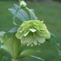 Helleborus × Hybridus Harvington Double Lime-green