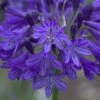 Agapanthus 'Northern Star' (PBR) -plant store pl2000016570