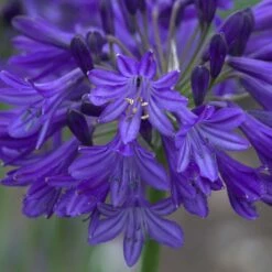 Agapanthus 'Northern Star' (PBR)