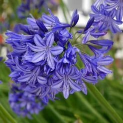 Agapanthus 'Northern Star' (PBR) -plant store pl2000016570 card3 lg