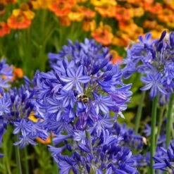 Agapanthus 'Northern Star' (PBR) -plant store pl2000016570 card4 lg