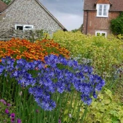 Agapanthus 'Northern Star' (PBR) -plant store pl2000016570 card5 lg