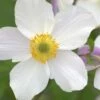 Anemone Wild Swan ('Macane001') (PBR) 2 Anemone Wild Swan ('Macane001') (PBR) -plant store pl2000016727