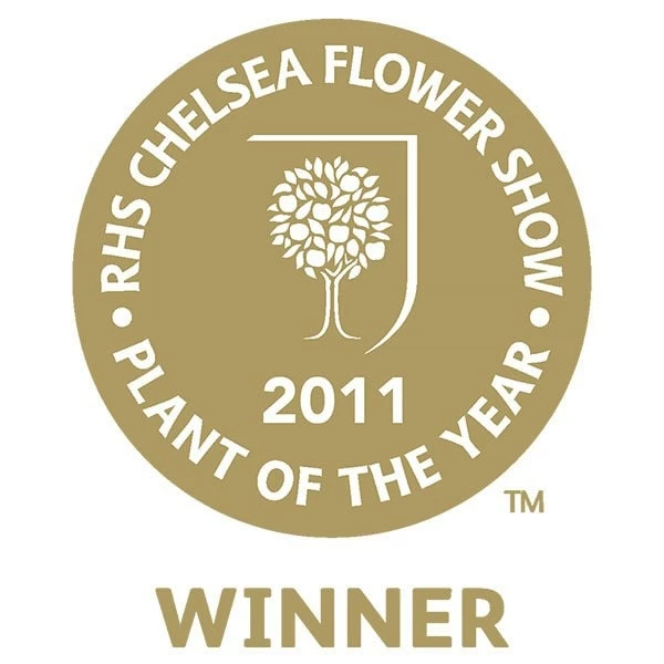 Anemone Wild Swan ('Macane001') (PBR) 4 Anemone Wild Swan ('Macane001') (PBR) - Image 2