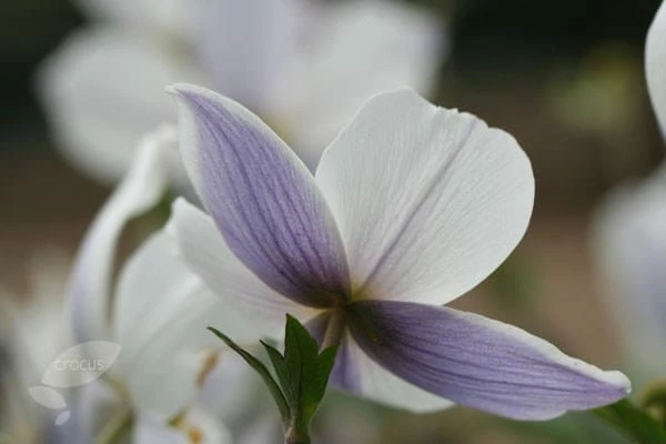 Anemone Wild Swan ('Macane001') (PBR) 5 Anemone Wild Swan ('Macane001') (PBR) - Image 3