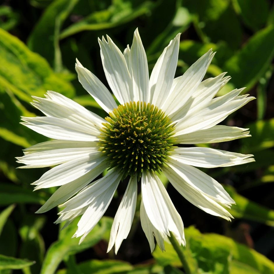 Echinacea Purpurea 'Virgin' (PBR) 3 Echinacea Purpurea 'Virgin' (PBR)