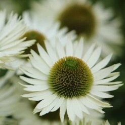 Echinacea Purpurea 'Virgin' (PBR) 7 Echinacea Purpurea 'Virgin' (PBR) -plant store pl2000017020 card3 lg