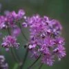 Thalictrum 'Elin' 2 Thalictrum 'Elin' -plant store pl2000017168