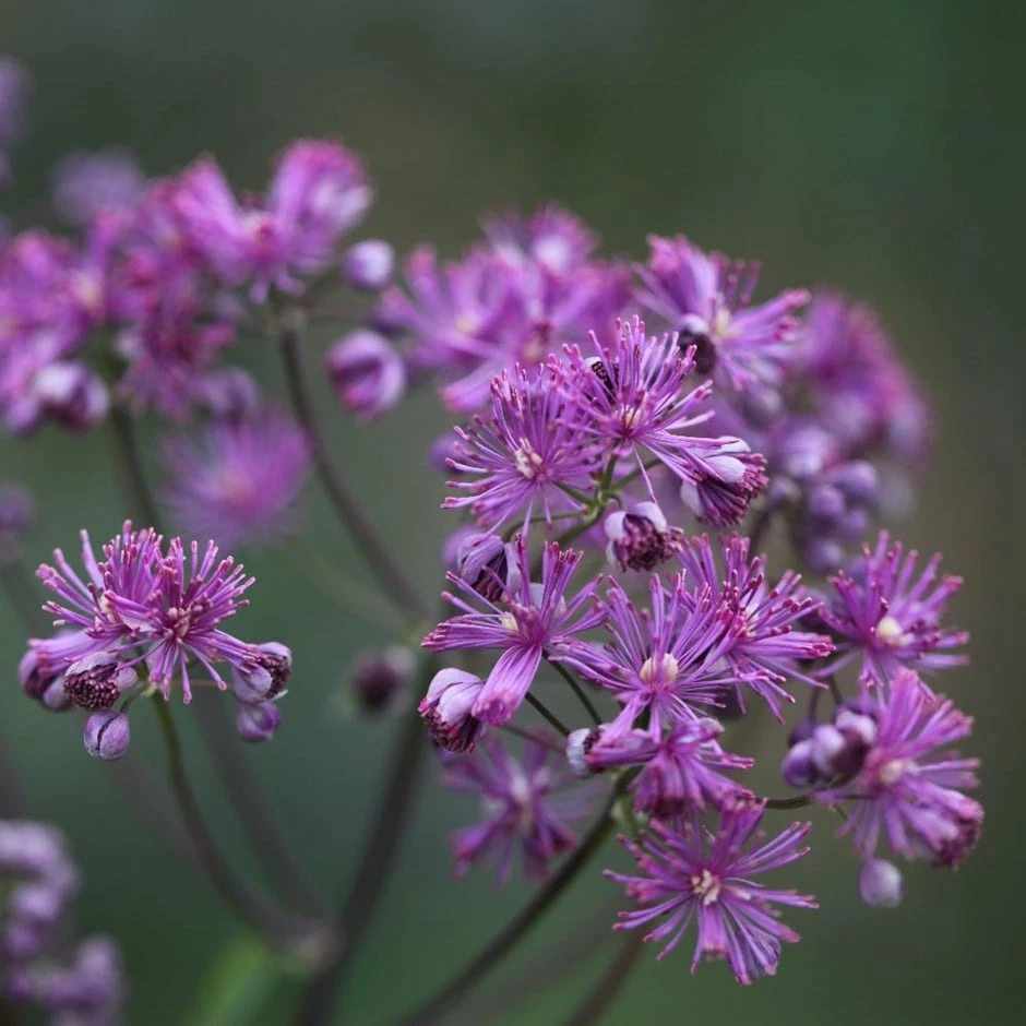 Thalictrum 'Elin' 3 Thalictrum 'Elin'