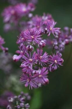 Thalictrum 'Elin' 5 Thalictrum 'Elin' -plant store pl2000017168 card3 lg