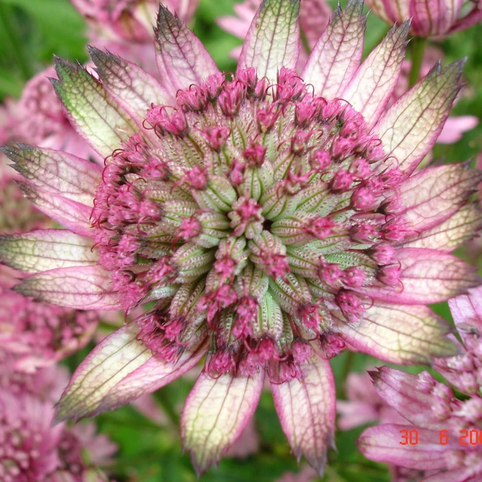 Astrantia Major 'Penny's Pink' 3 Astrantia Major 'Penny's Pink'