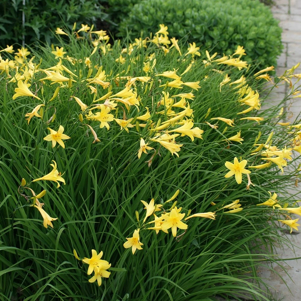 Hemerocallis Lilioasphodelus 4 Hemerocallis Lilioasphodelus - Image 2
