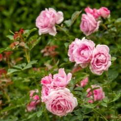 Rosa Mum In A Million (Renaissance Series) ('Poulren013') (PBR) 10 Rosa Mum In A Million (Renaissance Series) ('Poulren013') (PBR) -plant store pl2000017678 card4 lg