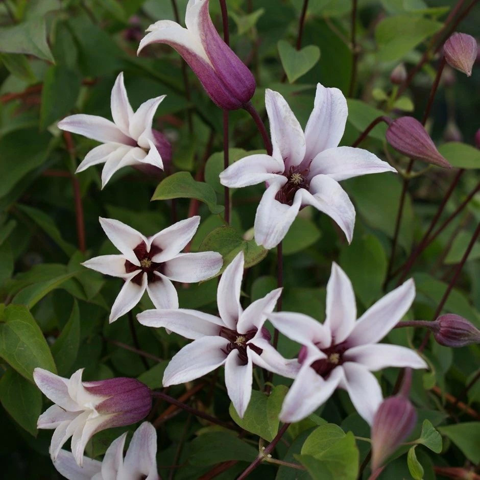 Clematis Princess Kate ('Zoprika') (PBR) 3 Clematis Princess Kate ('Zoprika') (PBR)