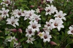 Clematis Princess Kate ('Zoprika') (PBR) 7 Clematis Princess Kate ('Zoprika') (PBR) -plant store pl2000017699 card2 lg