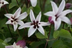 Clematis Princess Kate ('Zoprika') (PBR) 9 Clematis Princess Kate ('Zoprika') (PBR) -plant store pl2000017699 card4 lg