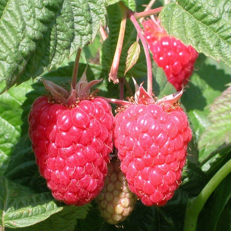 Raspberry 'Cascade Delight' 3 Raspberry 'Cascade Delight'