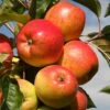 Apple 'Christmas Pippin' (PBR) -plant store pl2000017919