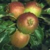 Apple 'Cox's Orange Pippin' Self Fertile -plant store pl2000017920