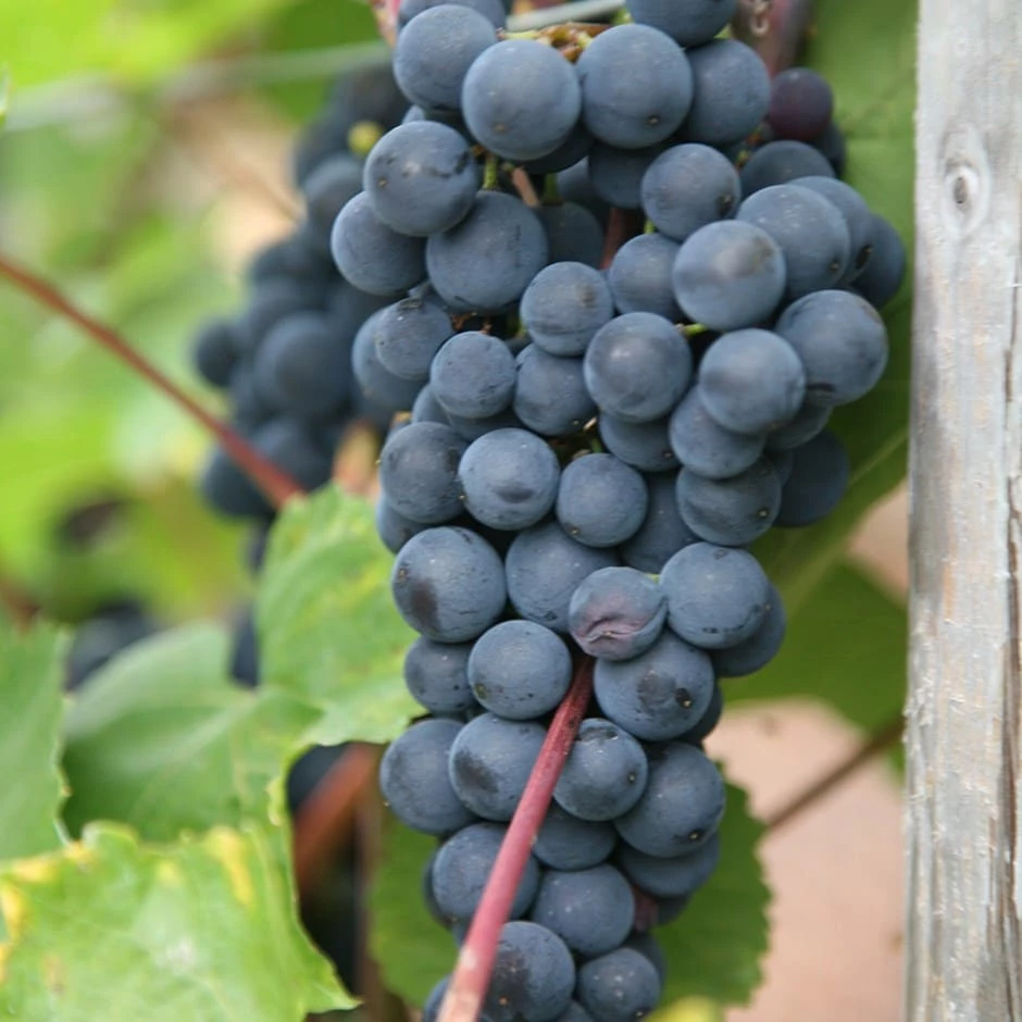 Seedless Grape 'Boskoop Glory' 3 Seedless Grape 'Boskoop Glory'