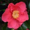 Camellia Japonica 'Doctor King' 1 Camellia Japonica 'Doctor King' -plant store pl2000017982