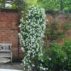 Clematis 'Broughton Bride' -plant store pl2000018037