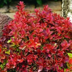 Berberis Thunbergii F. Atropurpurea 'Admiration' (PBR)
