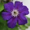 Clematis Happy Birthday ('Zohapbi') (PBR) -plant store pl2000018072