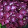 Hydrangea Machrophylla Hot Red ('Agrihydradrie') (PBR) -plant store pl2000018076