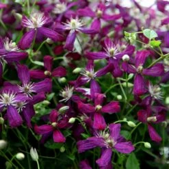 Clematis 'Sweet Summer Love' (PBR)