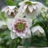 Helleborus × Hybridus Harvington Double White Speckled -plant store pl2000018086