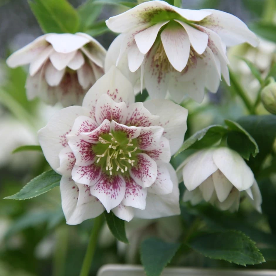 Helleborus × Hybridus Harvington Double White Speckled 3 Helleborus × Hybridus Harvington Double White Speckled