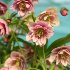 Helleborus × Hybridus Harvington Double Pink Speckled