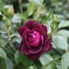 Rosa Burgundy Ice ('Prose') (PBR) -plant store pl2000018184