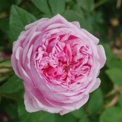 Rosa 'Comte De Chambord' (Madame Boll)
